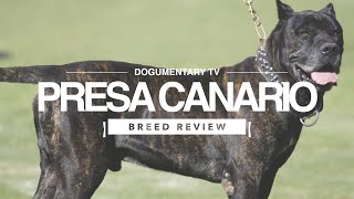 PRESA CANARIO BREED REVIEW [upl. by Selij]