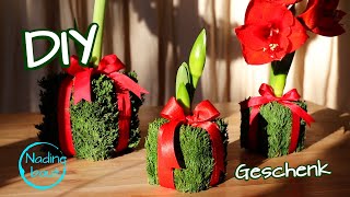 Weihnachtsgeschenke selber machen  Amaryllis Deko  Geschenkideen Weihnachten DIY [upl. by Ynolem]