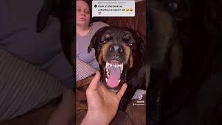 Going into a growling Rottweilers mouth [upl. by Connelley]