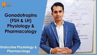 Endocrine Hormones part 7 Gonadotropins Hormones FSH amp LH Physiology amp Pharmacology [upl. by Carnes]