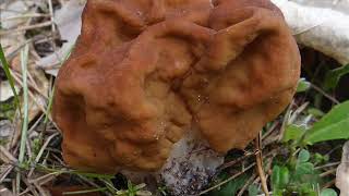 Gyromitra esculenta [upl. by Nylodnewg]