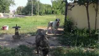 Armenian Wolfhound Dog  GAMPR [upl. by Ahsenahs]