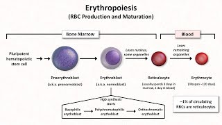 Normal RBC Physiology Including erythropoiesis [upl. by Letreece]