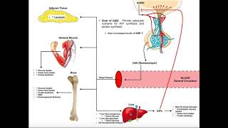 Specific Hormones  Functions of Growth Hormone hGH [upl. by Nevs971]