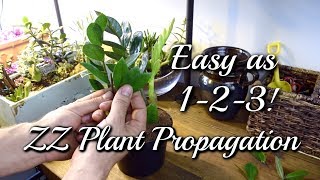 3 EASY Ways To Propagate Your ZZ Plant [upl. by Eenoj]