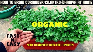 How to Grow CorianderCilantroDhaniya at HomeFULL INFORMATION [upl. by Katrina310]