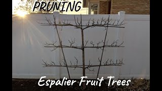 How to Prune Espalier Fruit Trees [upl. by Ulises]