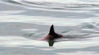 The Vaquita The Most Mystical Little Cow [upl. by Annoerb443]