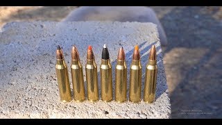 Whats The Best 223 Varmint Bullet [upl. by Atiuqam131]