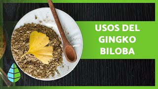 GINKGO BILOBA 🌱 Propiedades BENEFICIOS y Cómo Tomarlo 💚 [upl. by Bulley]