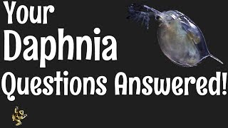 Daphnia Questions Answered [upl. by Pelagia861]