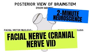 2Minute Neuroscience Facial Nerve Cranial Nerve VII [upl. by Enalb]