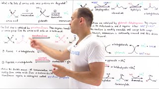 Deamination of Amino Acids [upl. by Ardnuassac]