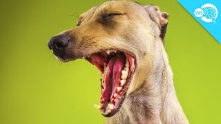 Why Do Dogs Yawn [upl. by Lalittah]