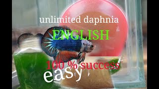 daphnia moina culture Easy way Unlimited production English  with sub Green water Chlorella [upl. by Schacker]