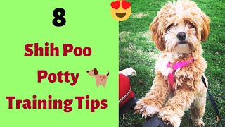 ShihPoo Potty Training Tips  How to Potty Train a Shihpoo [upl. by Kolnos]