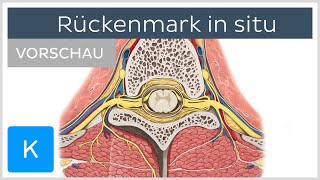 Rückenmark in situ Vorschau  Anatomie des Menschen  Kenhub [upl. by Keung]