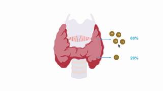 Understanding thryroid hormone production [upl. by Aztilay781]