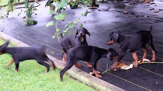 Doberman Pinscher Puppies for Sale [upl. by Bergstrom]