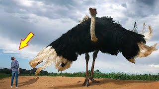 10 BIGGEST BIRDS In The World [upl. by Corson]