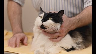 How to give eye medication to a cat [upl. by Naoj]