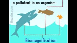 Difference Between Bioaccumulation and Biomagnification [upl. by Sola]