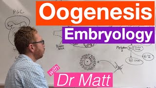 Oogenesis  Embryology [upl. by Hayden]