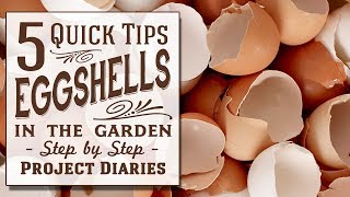 ★ How to Use Eggshells in the Garden 5 Quick Tips [upl. by Attela244]