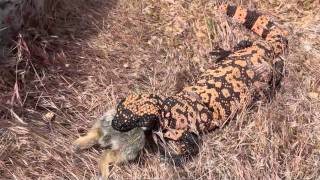 Gila Monster Eating Rabbitm4v [upl. by Refinaj]