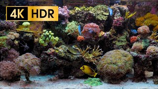 Coral Reef Aquarium  4K HDR 60 fps  no loop [upl. by August]