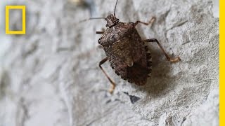 Fighting the Invasive Stinkbug  National Geographic [upl. by Aicined486]