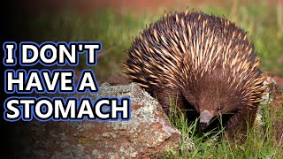 Echidna facts sort of like hedgehogs but not really  Animal Fact Files [upl. by Dragelin]