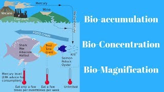 Environment amp Ecology  Bioaccumulation Bioconcentration amp Biomagnification [upl. by Nalra100]