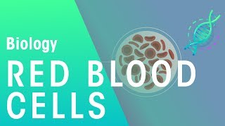 Red Blood Cells  Physiology  Biology  FuseSchool [upl. by Ainaj167]