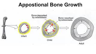 Appositional Bone Growth [upl. by Eecart]