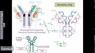 Antibody structure [upl. by Juliet896]