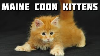 Maine Coon Videos  10 minutes of Maine Coon Kittens [upl. by Llednav199]