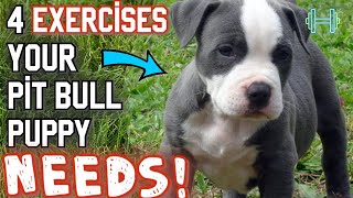 4 BEST exercises for your new pit bull puppy [upl. by Acessej689]