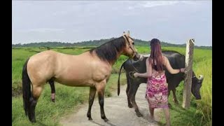 My sister training care her lovely horse in beginner 2021 [upl. by Dranreb]