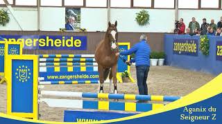 Zangersheide Stallion Presentation 2019 [upl. by Jeannine102]