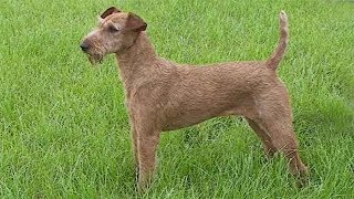 Dog Breed Video Irish Terrier [upl. by Rosalinda]