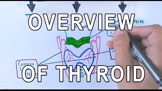 Thyroid Gland  Structure  Functions amp Diseases [upl. by Carrnan777]