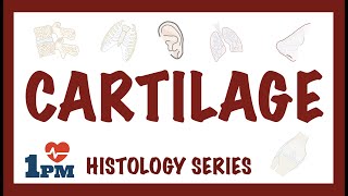 CARTILAGE  Histology Types Functions [upl. by Trager274]