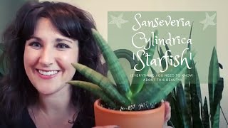 RARE Sansevieria Cylindrica quotStarfishquot  Plant Care Guide [upl. by Ruyle]