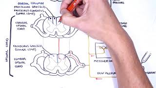 Sensory Tracts  Dorsal Column Medial lemniscus Pathway [upl. by Kerman571]