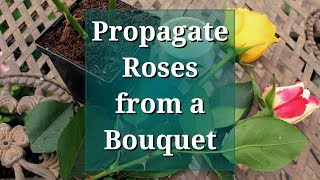 Propagate Roses from a Bouquet [upl. by Adeuga]