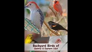 Identify Your Common Backyard Birds Central amp Eastern USA [upl. by Ahsauqram]