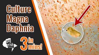 How to culture DAPHNIA MAGNA  The easy way [upl. by Legim]