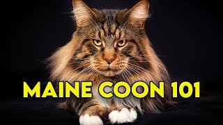 Maine Coon Cat 101  Watch This Before Getting One Full Guide [upl. by Pharaoh644]