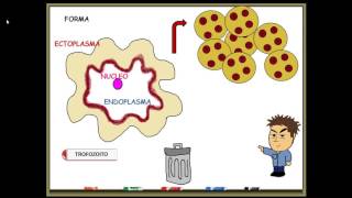 Entamoeba histolytica [upl. by Champagne]